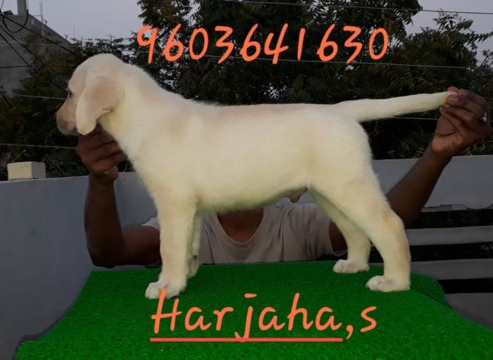 DogsIndia.com - Labrador Retriever - Harjaha's (Raguveer)