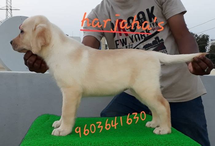 DogsIndia.com - Labrador Retriever - Harjaha's (Raguveer)