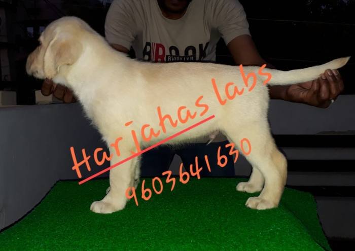 DogsIndia.com - Labrador Retriever - Harjaha's (Raguveer)