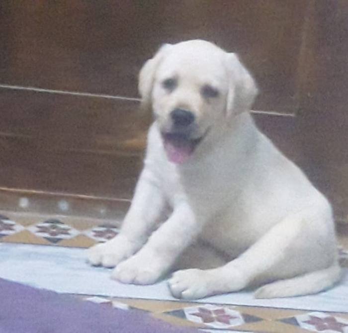 DogsIndia.com - Labrador Retriever - Harjaha's (Raguveer)