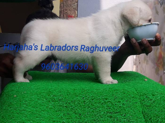 DogsIndia.com - Labrador Retriever - Harjaha's (Raguveer)