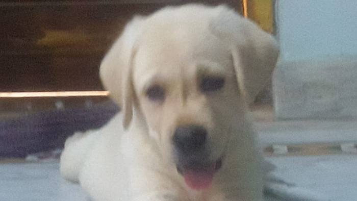DogsIndia.com - Labrador Retriever - Harjaha's (Raguveer)