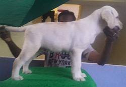 DogsIndia.com - Labrador Retriever - Harjaha's (Raguveer)