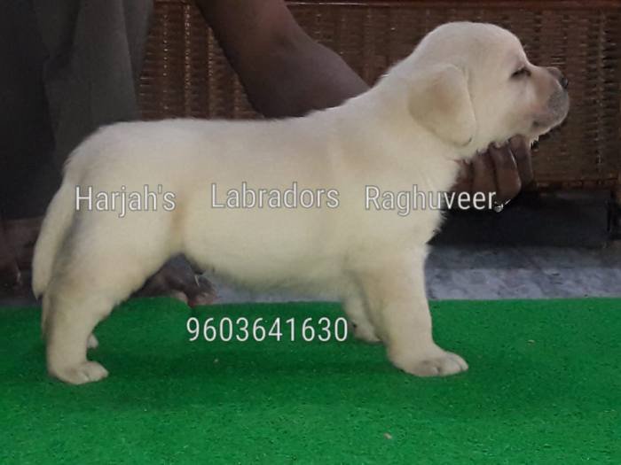 DogsIndia.com - Labrador Retriever - Harjaha's (Raguveer)