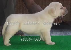DogsIndia.com - Labrador Retriever - Harjaha's (Raguveer)