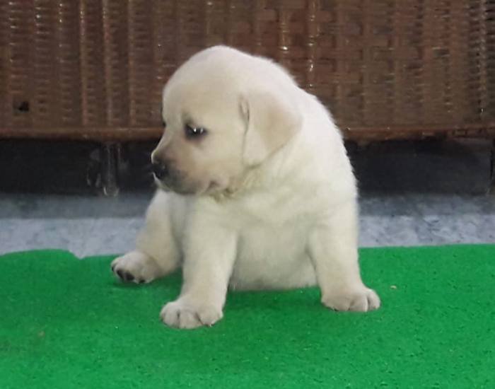 DogsIndia.com - Labrador Retriever - Harjaha's (Raguveer)
