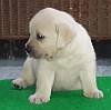 DogsIndia.com - Labrador Retriever - Harjaha's (Raguveer)