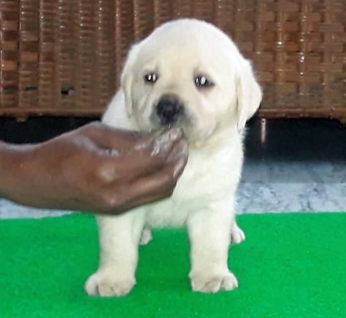 DogsIndia.com - Labrador Retriever - Harjaha's (Raguveer)