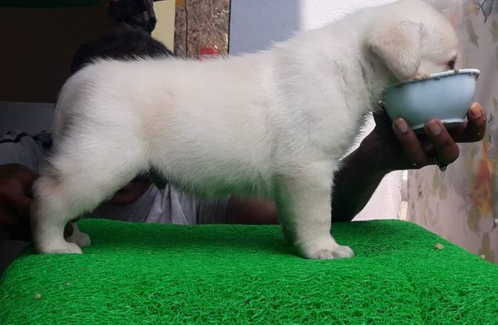 DogsIndia.com - Labrador Retriever - Harjaha's (Raguveer)