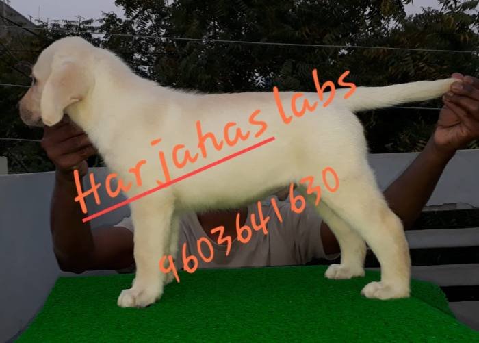 DogsIndia.com - Labrador Retriever - Harjaha's (Raguveer)