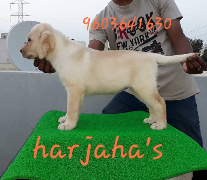 DogsIndia.com - Labrador Retriever - Harjaha's (Raguveer)
