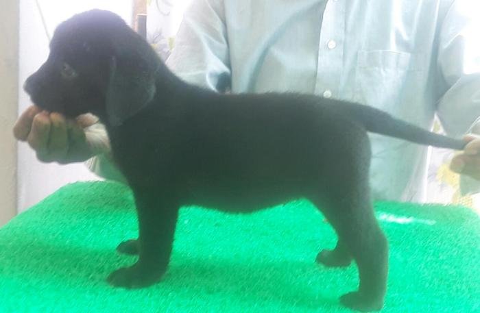 DogsIndia.com - Labrador Retriever - Harjaha's (Raguveer)