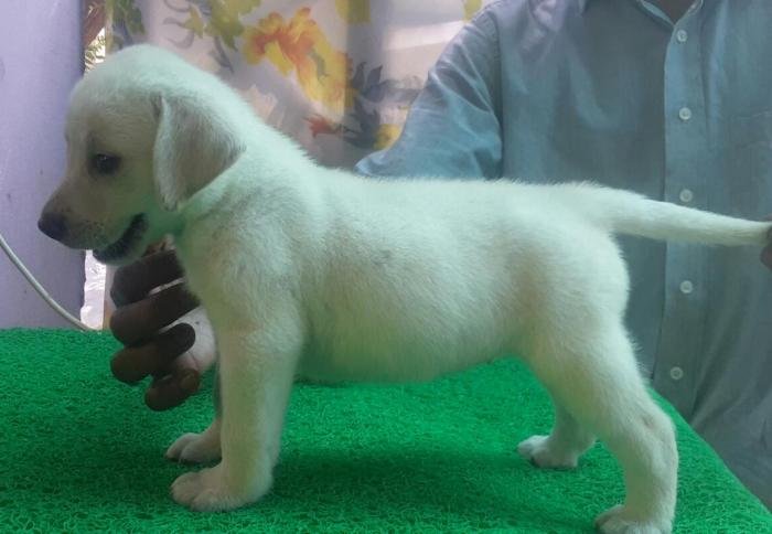 DogsIndia.com - Labrador Retriever - Harjaha's (Raguveer)