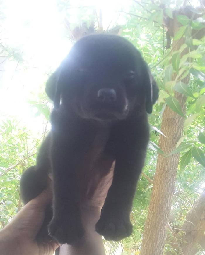 DogsIndia.com - Labrador Retriever - Harjaha's (Raguveer)