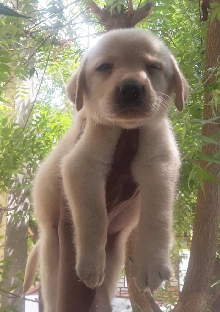 DogsIndia.com - Labrador Retriever - Harjaha's (Raguveer)