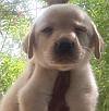 DogsIndia.com - Labrador Retriever - Harjaha's (Raguveer)