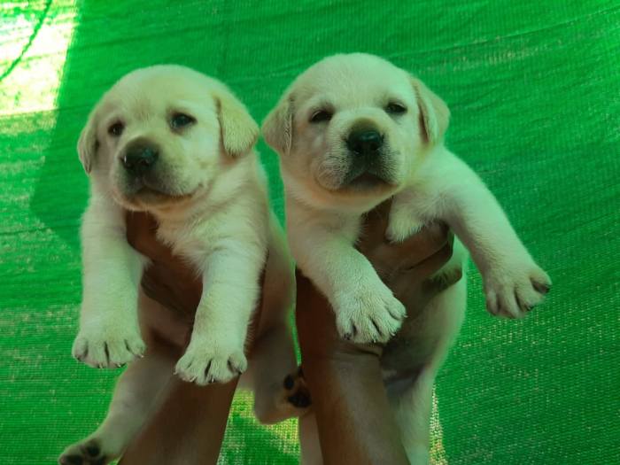 DogsIndia.com - Labrador Retriever - Harjaha's Kennel - Raghuveer