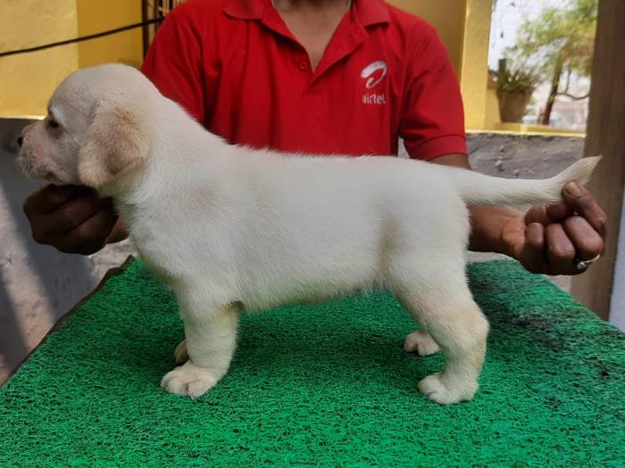 DogsIndia.com - Labrador Retriever - Harjaha's Kennel - Raghuveer
