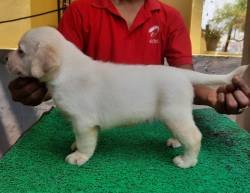 DogsIndia.com - Labrador Retriever - Harjaha's Kennel - Raghuveer