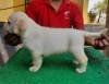 DogsIndia.com - Labrador Retriever - Harjaha's Kennel - Raghuveer