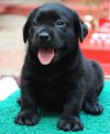 DogsIndia.com - Labrador Retriever - Rajesh Poojary - Birva Kennel
