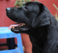DogsIndia.com - Labrador Retriever - Rajesh Poojary - Birva Kennel