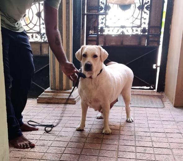 DogsIndia.com - Labrador Retriever - Aapas Kennel - Saravanan
