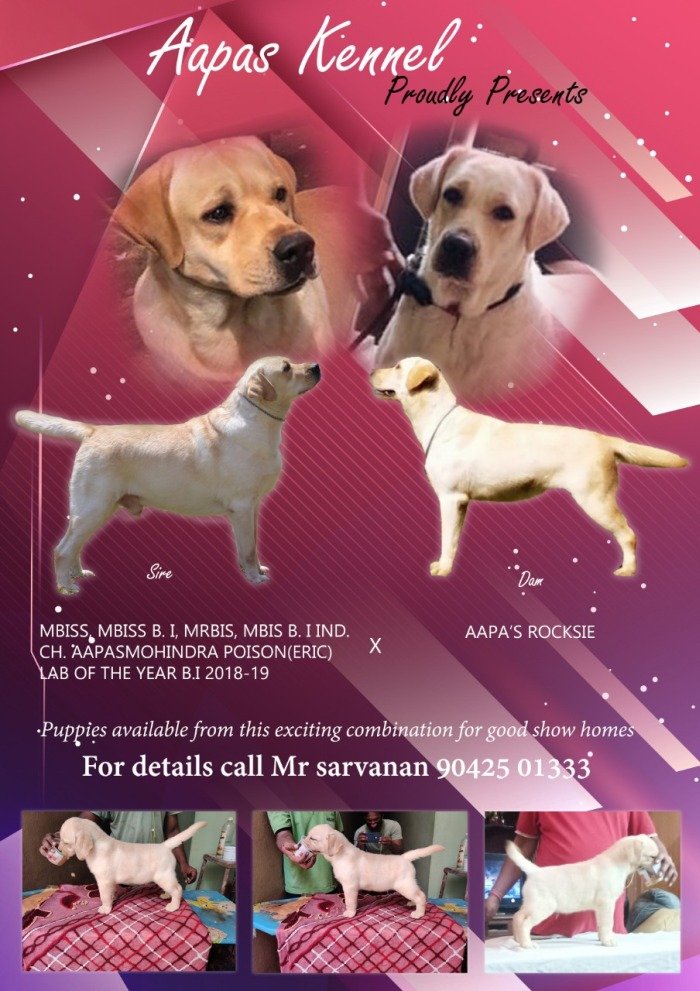 DogsIndia.com - Labrador Retriever - Aapas Kennel - Saravanan