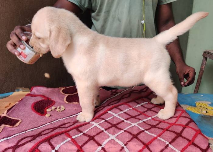 DogsIndia.com - Labrador Retriever - Aapas Kennel - Saravanan