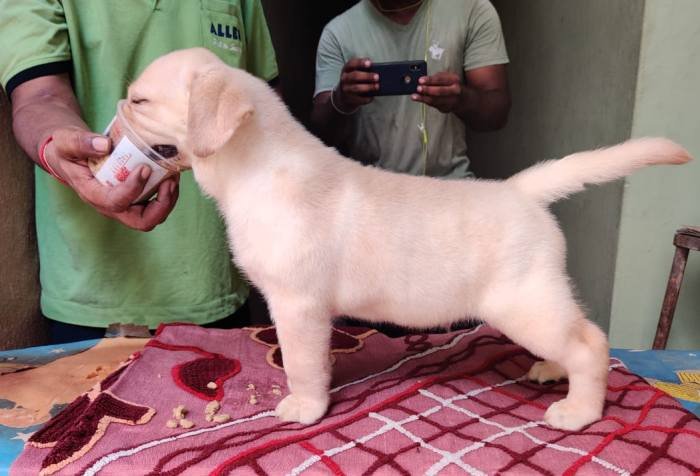 DogsIndia.com - Labrador Retriever - Aapas Kennel - Saravanan