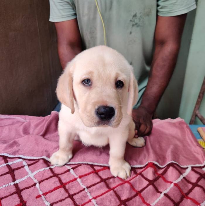 DogsIndia.com - Labrador Retriever - Aapas Kennel - Saravanan