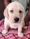 DogsIndia.com - Labrador Retriever - Aapas Kennel - Saravanan