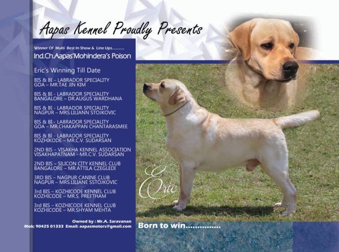 DogsIndia.com - Labrador Retriever - Aapas Kennel - Saravanan