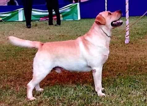 DogsIndia.com - Labrador Retriever - Aapas Kennel - Saravanan