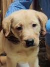 DogsIndia.com - Labrador Retriever - Aapas Kennel - Saravanan