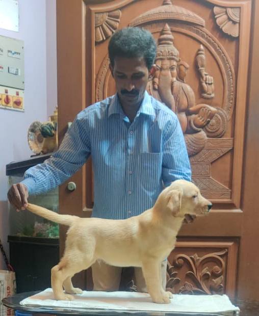DogsIndia.com - Labrador Retriever - Aapas Kennel - Saravanan