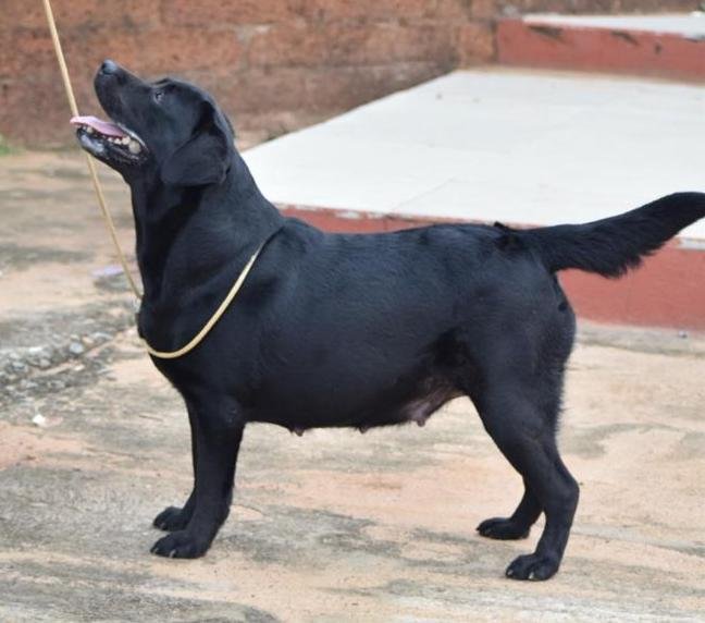 Litter Box - Labrador Retriever - Sivakumar (Ooty)