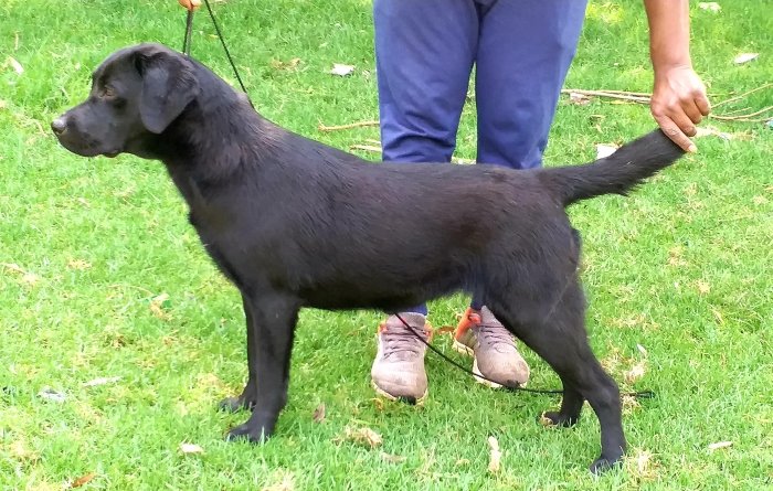 DogsIndia.com - Labrador Retriever - Siva (Ooty)