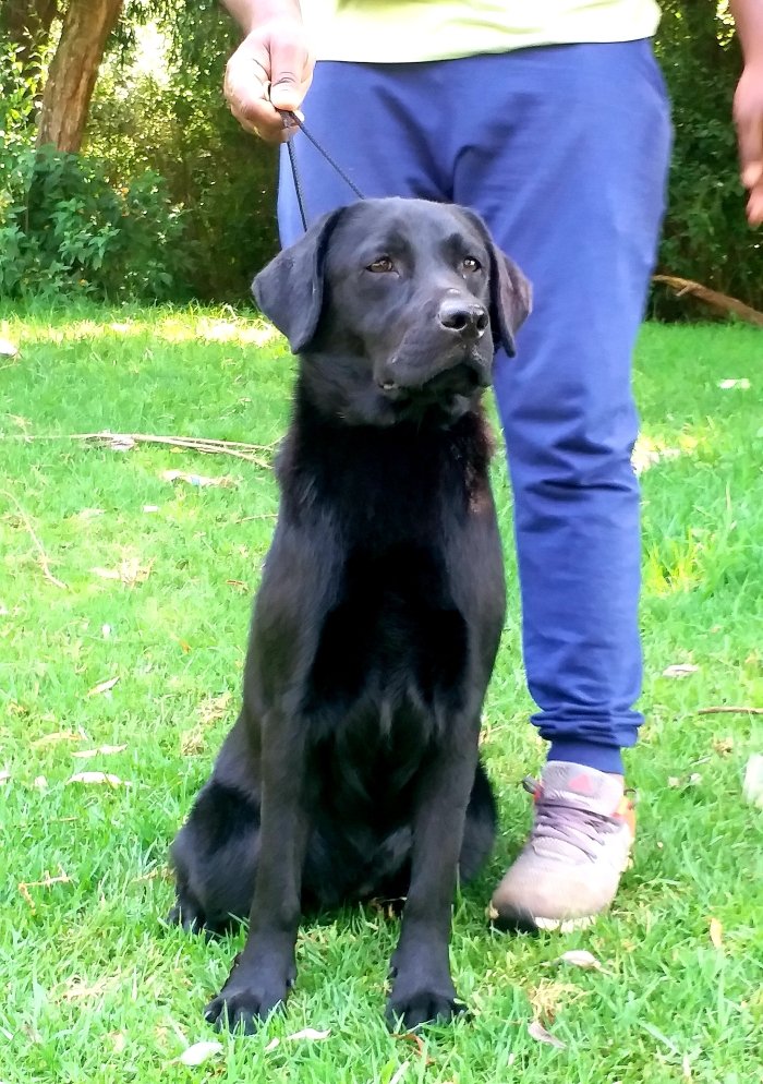 DogsIndia.com - Labrador Retriever - Siva (Ooty)
