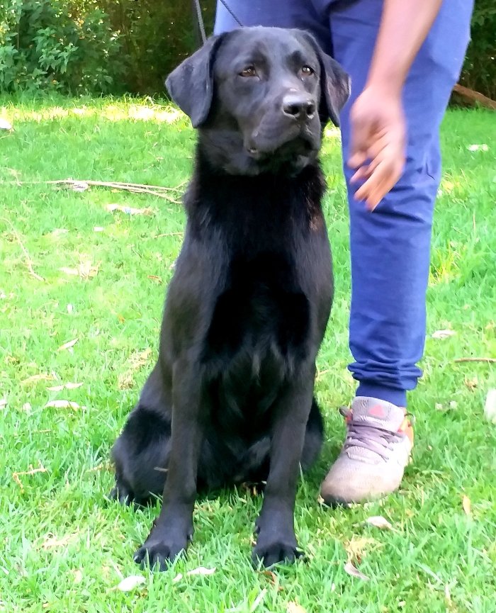 DogsIndia.com - Labrador Retriever - Siva (Ooty)