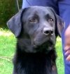 DogsIndia.com - Labrador Retriever - Siva (Ooty)
