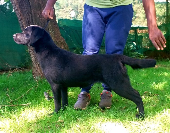 DogsIndia.com - Labrador Retriever - Siva (Ooty)