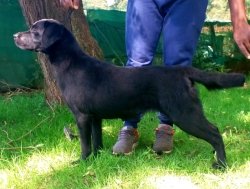 DogsIndia.com - Labrador Retriever - Siva (Ooty)