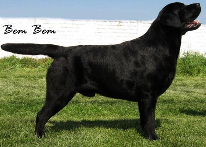 DogsIndia.com - Labrador Retriever - Siva (Ooty)