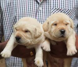 DogsIndia.com - Labrador Retriever - Sunflames - Rajan