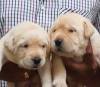 DogsIndia.com - Labrador Retriever - Sunflames - Rajan
