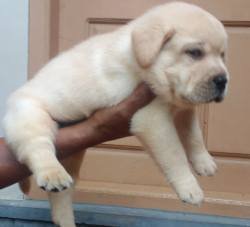 DogsIndia.com - Labrador Retriever - Sunflames - Rajan