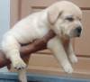 DogsIndia.com - Labrador Retriever - Sunflames - Rajan