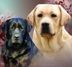 DogsIndia.com - Labrador Retriever - Sunflames - Rajan