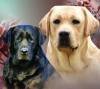 DogsIndia.com - Labrador Retriever - Sunflames - Rajan